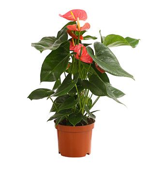 anthurium andreanum feuille marron Anthurium andreanum – Ô'BOTANIKA